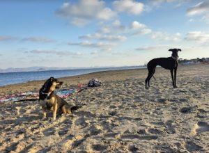 Playa para perros en el Mar Menor