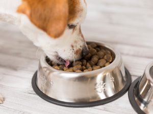 What’s-in-your-dog-food