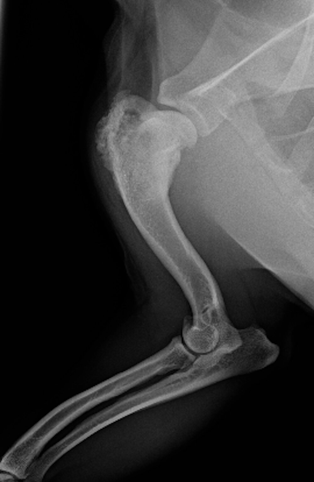 osteosarcoma-in-dogs-detection-prevention-and-treatment-petssos