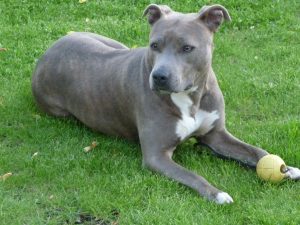 American_Staffordshire_Terrier