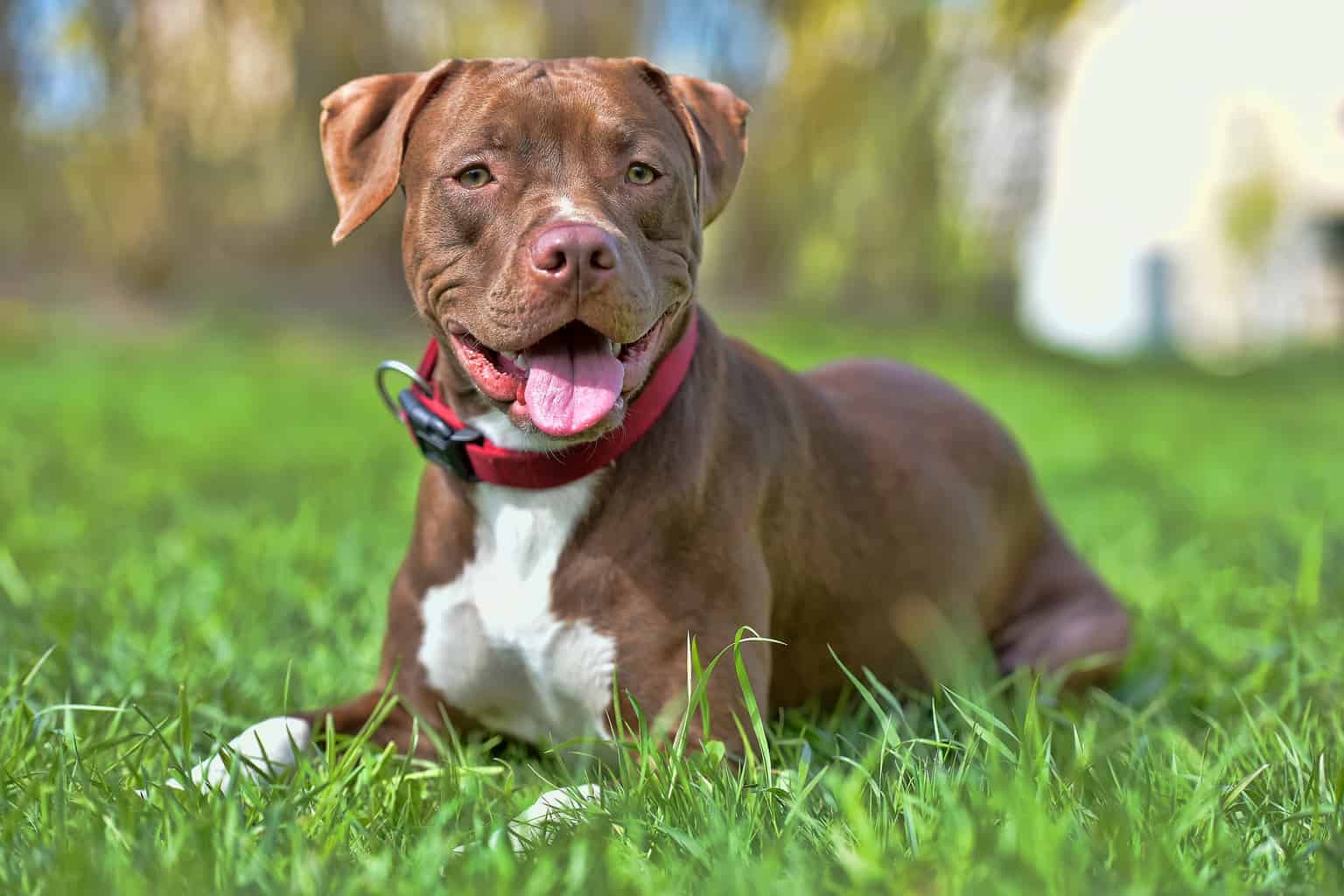 Hacer un nombre llenar Isaac Todo sobre el American Pitbull Terrier: Cría, Cuidado y Adiestramiento