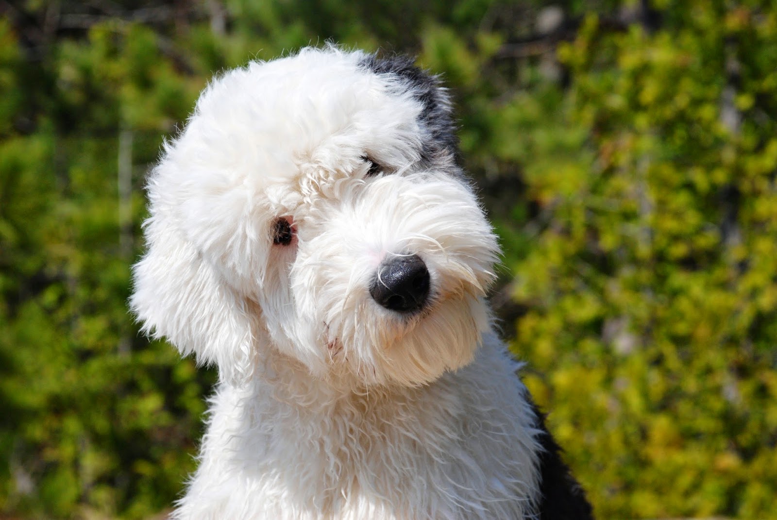 Todo sobre el BOBTAIL Cría, Cuidado y Adiestramiento Guia Completa