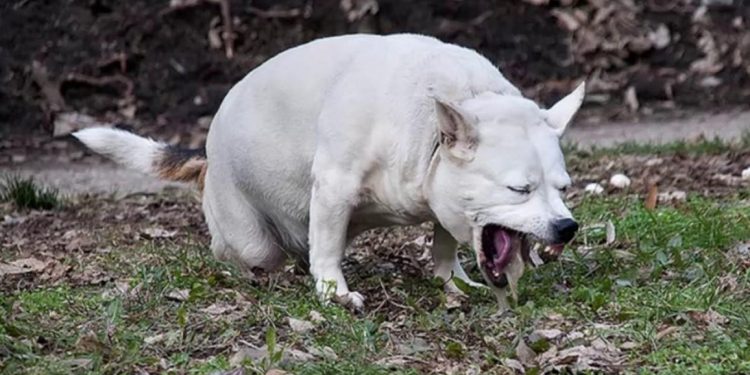 Huracán humedad Piscina Mi perro vomita espuma blanca: ¿Qué puedo hacer?