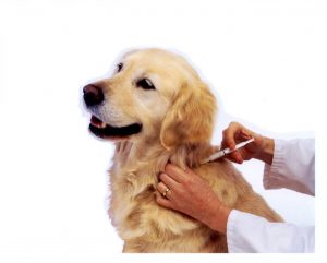 Dog-Vaccinations-At-Maybeck-Animal-Hospital