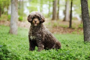 10-Reliable-Portuguese-Water-Dog-Breeders-In-Ontario-2022