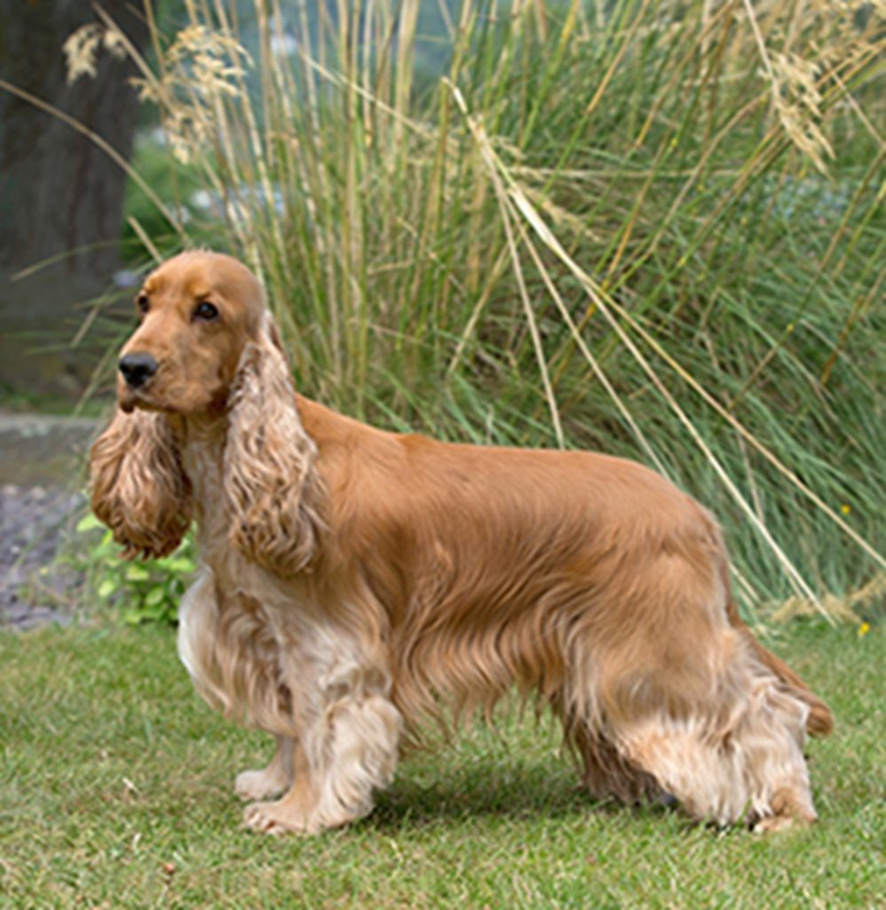 Todo Sobre El Cocker Spaniel Cr a Cuidado Y Adiestramiento