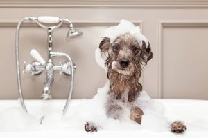 how-to-bathe-dog-1587137329