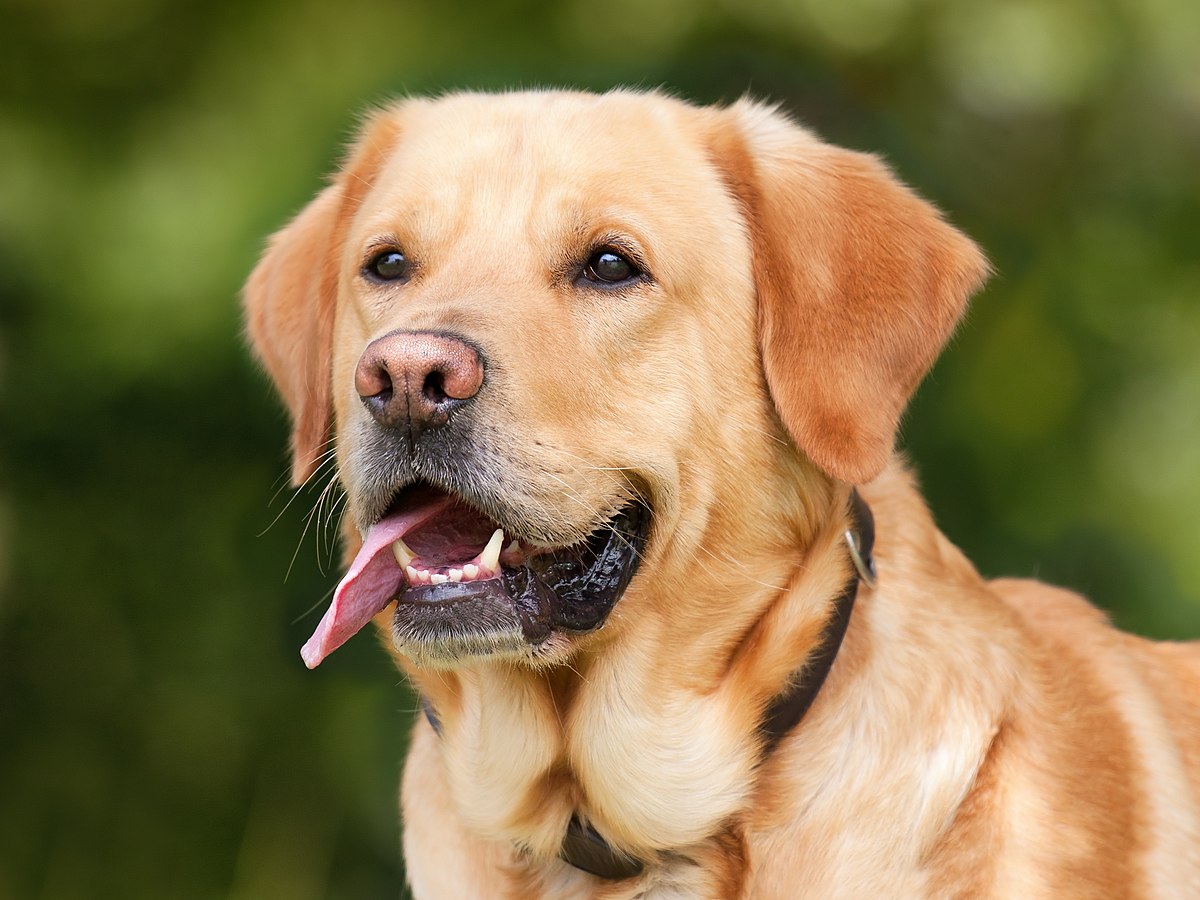 Todo sobre el Labrador Retriever: cría, cuidado y adiestramiento -  