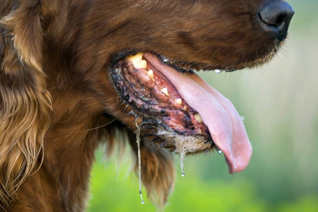 los perros viejos respiran mal