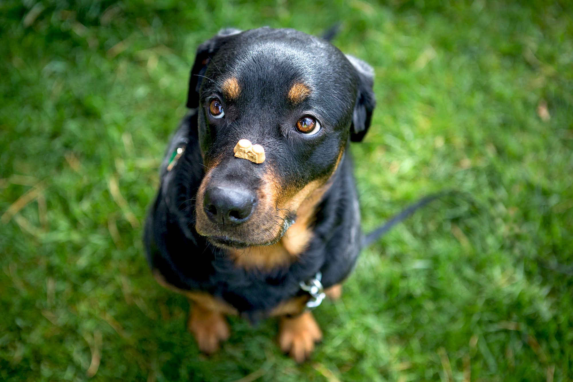 El Rottweiler Todo sobre el Rottweiler: Cría, cuidado y adiestramiento