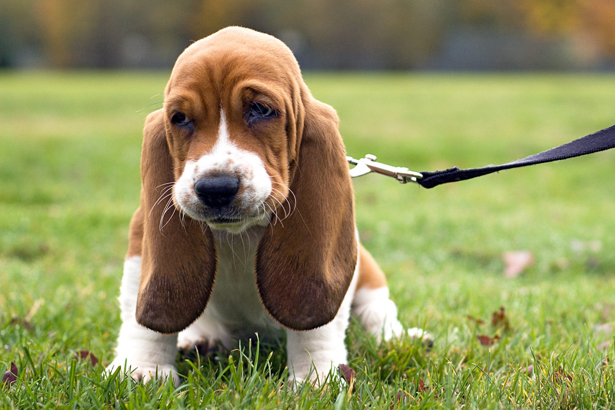 Top 15 razas de perros arrugados