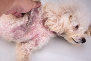 dog-skin-disease