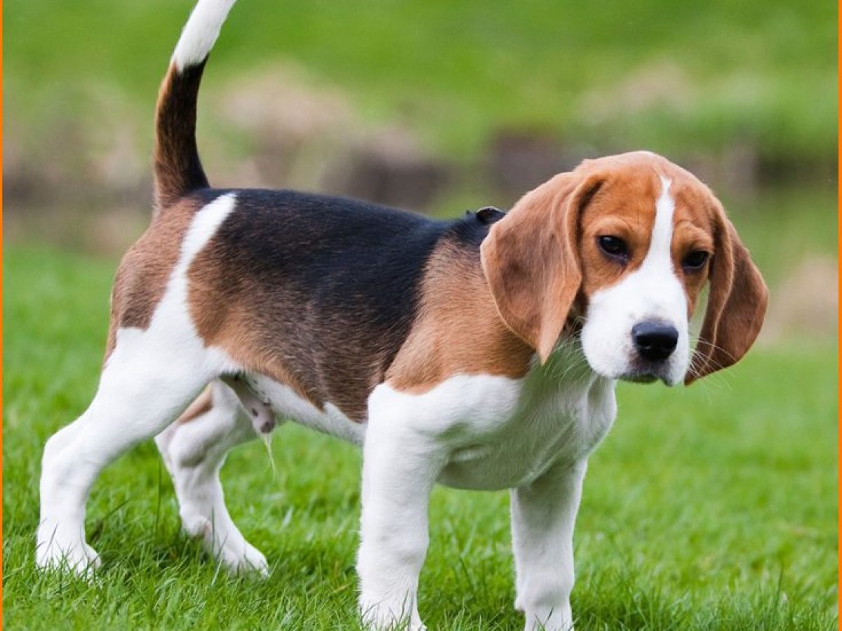 Todo sobre el Beagle: Cría, cuidado y adiestramiento