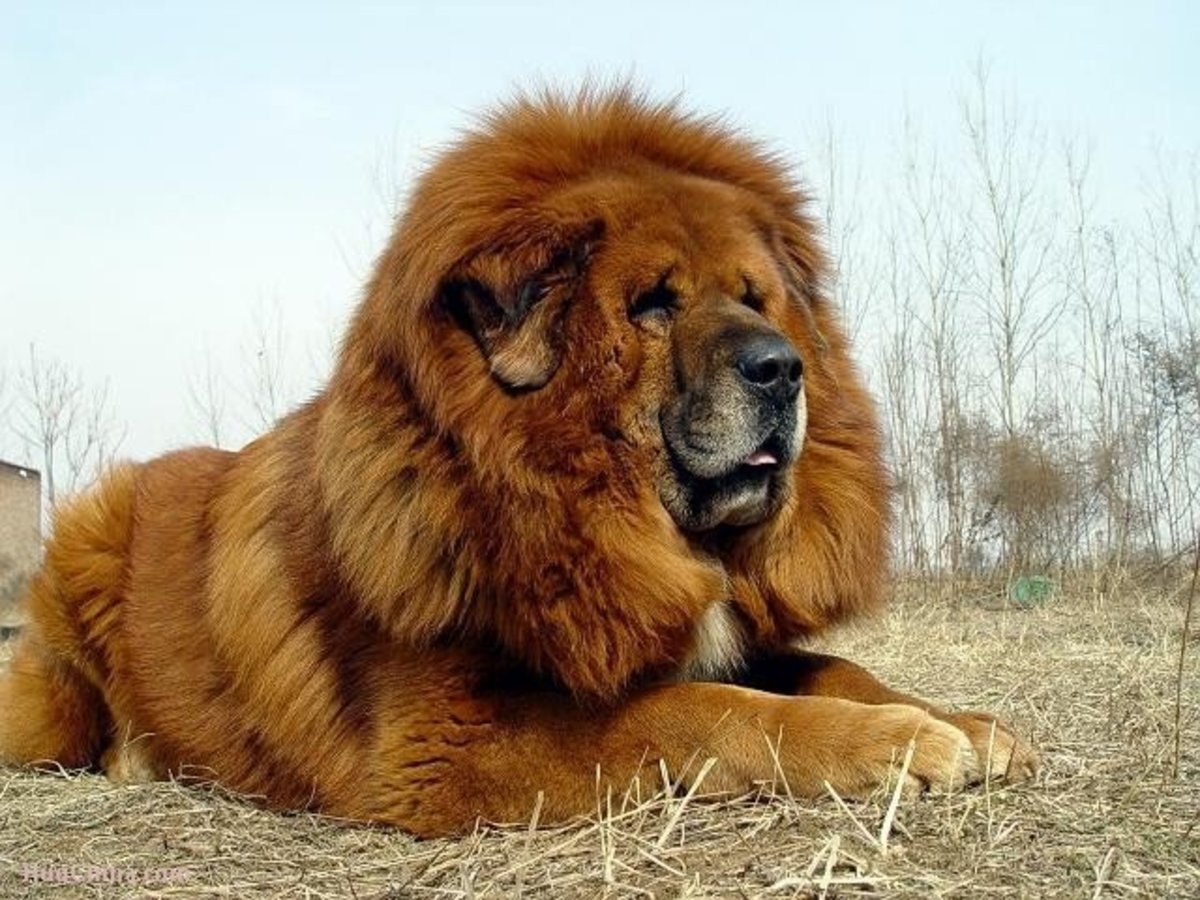 Razas de perros que se parecen a un león