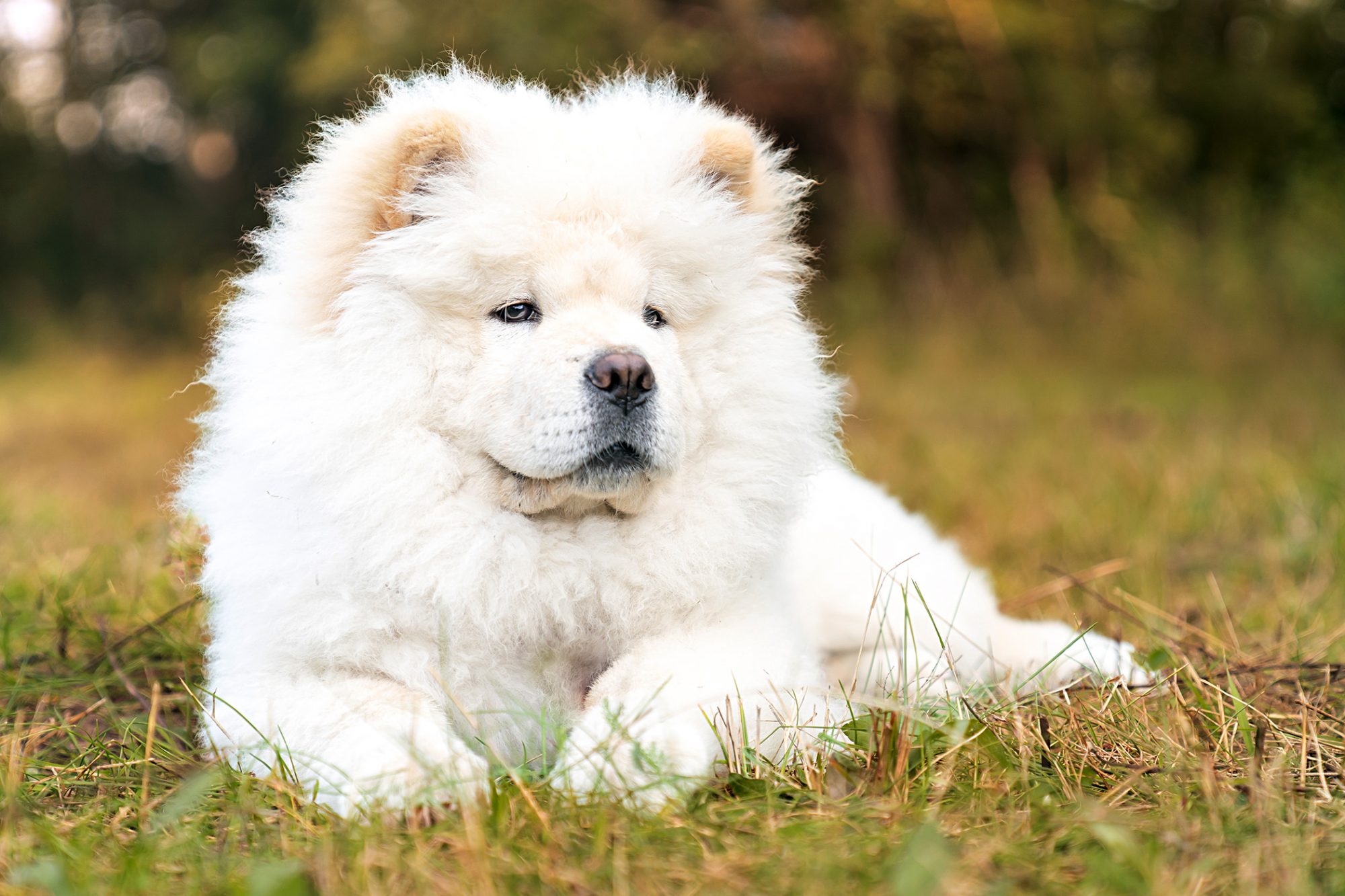 Razas de perros que se parecen a un león