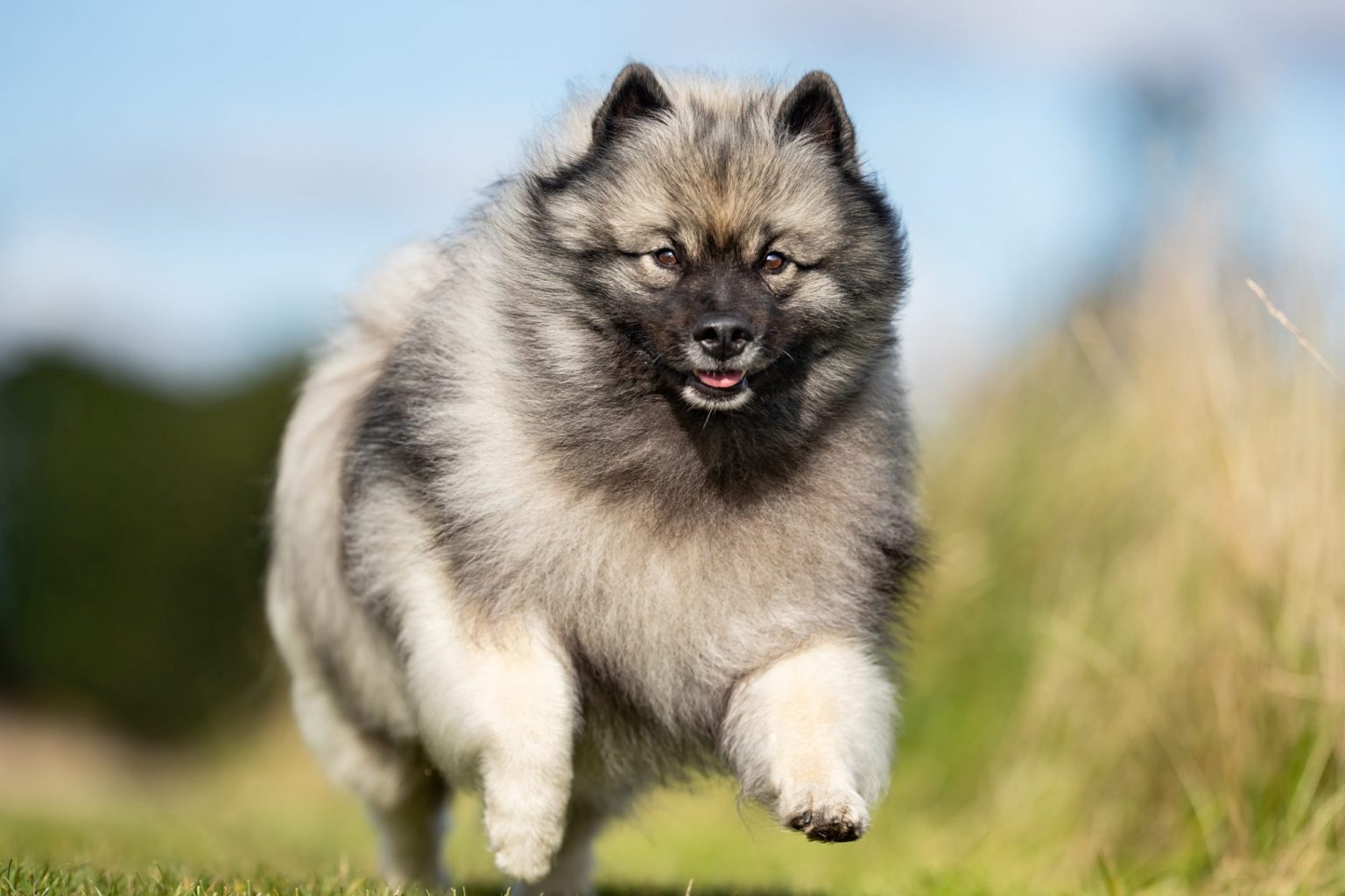 Razas de perros que se parecen a un león