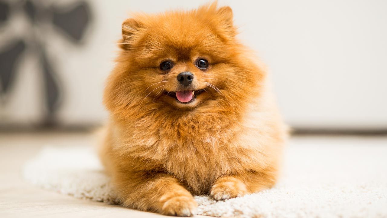 Razas de perros que se parecen a un león