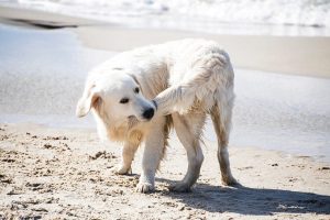 dog-biting-its-tail_Lumena_Shutterstock