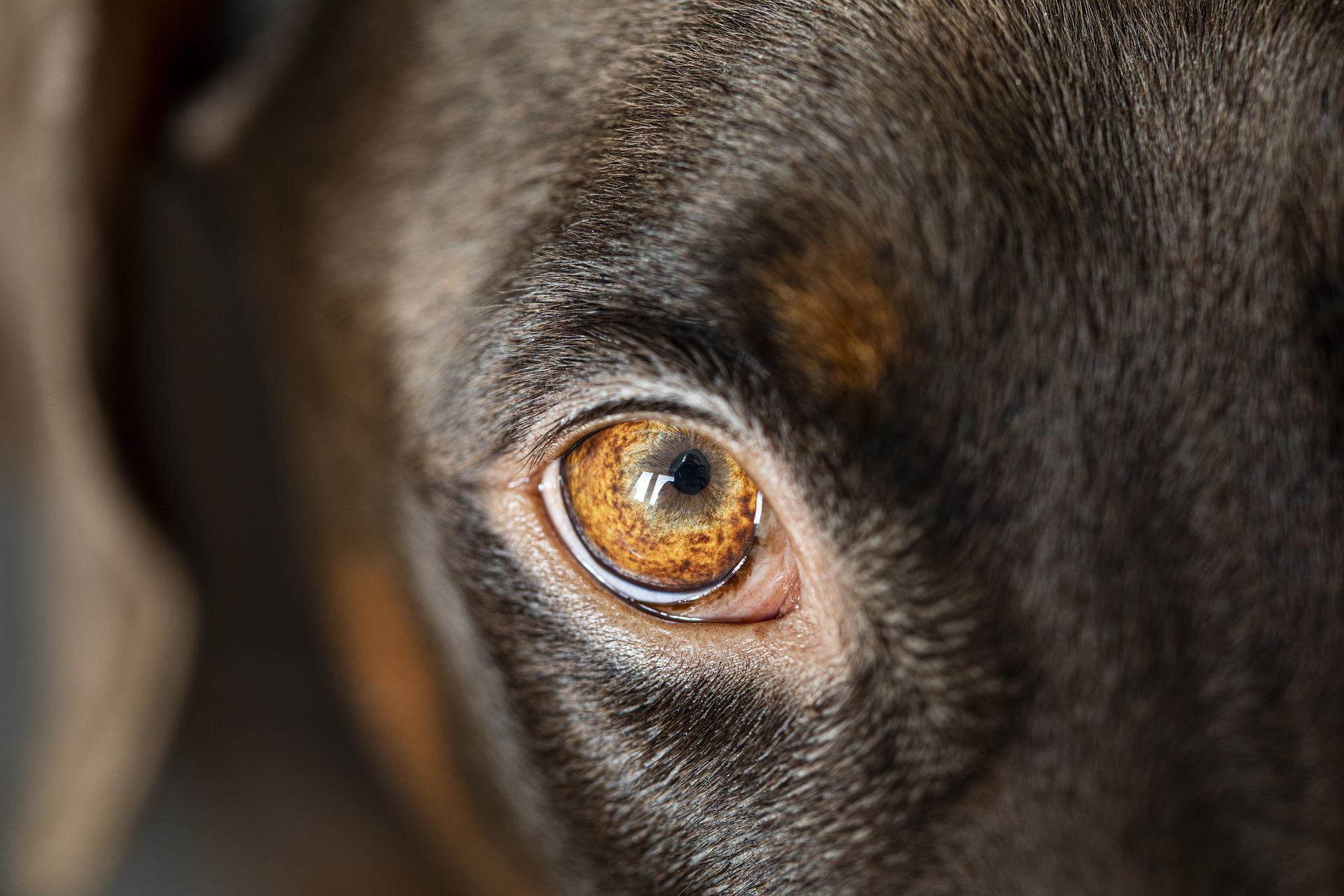 Atrofia Retiniana Progresiva en los perros. Cura, cuidados y tratamiento