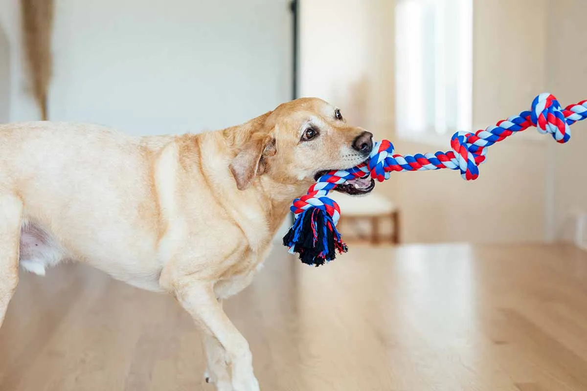 Mejores juguetes de cuerda para perros