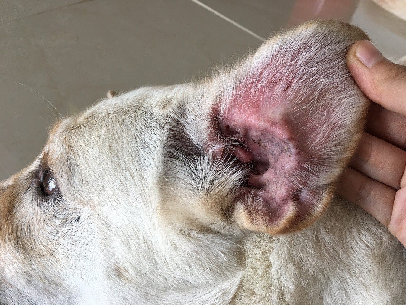 Infección de oído en los perros. Qué hacer para tratarla, cómo detectarla y prevenirla