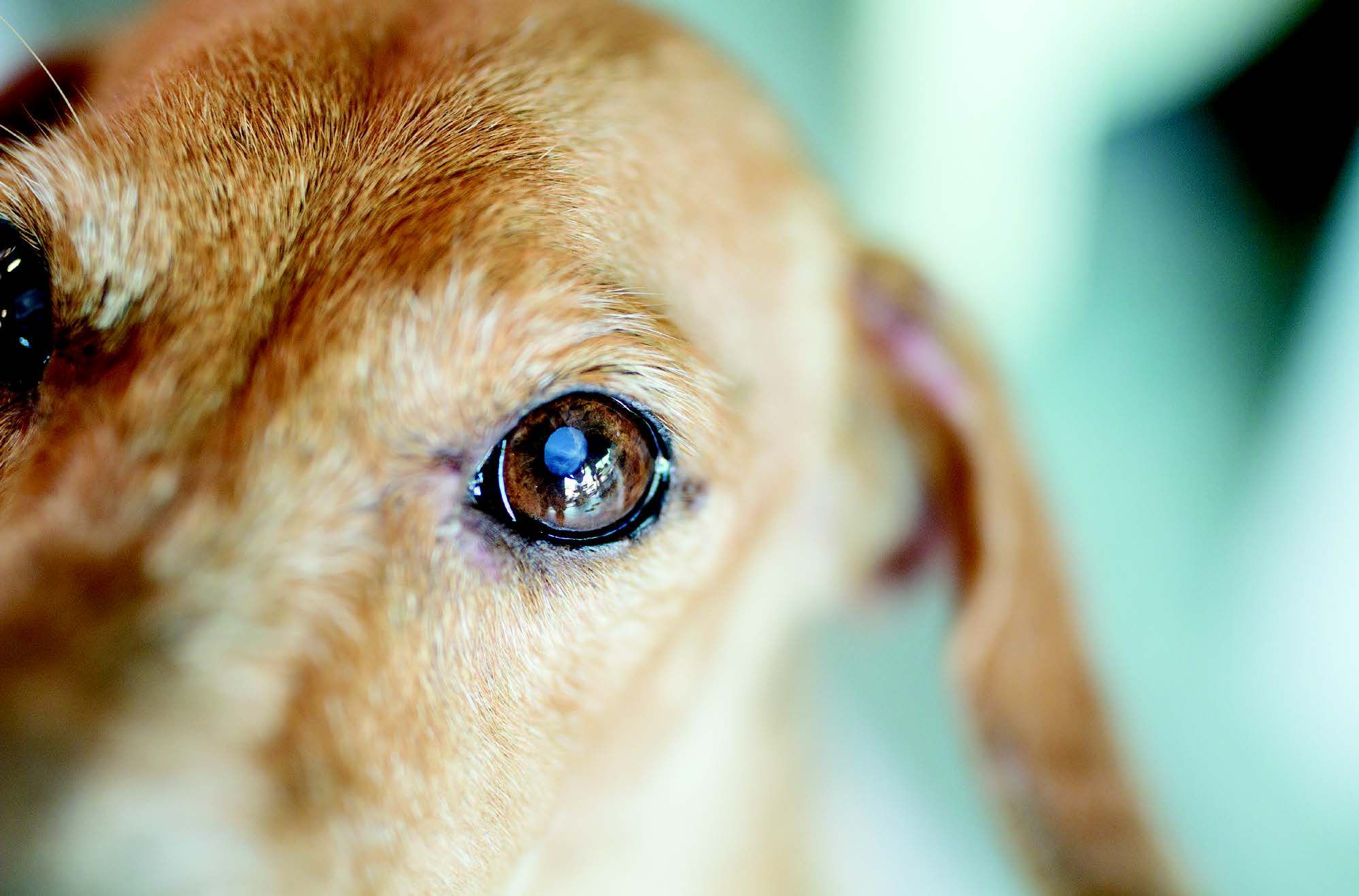 Cataratas en los perros. Cómo detectarlas y qué se puede hacer para tratarlas