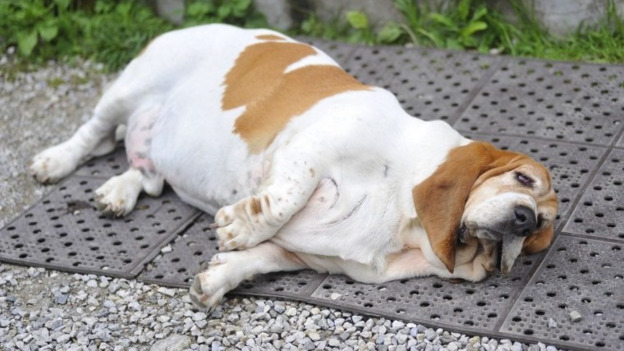 Hipotiroidismo en los perros: Qué síntomas tiene y cómo tratarlo