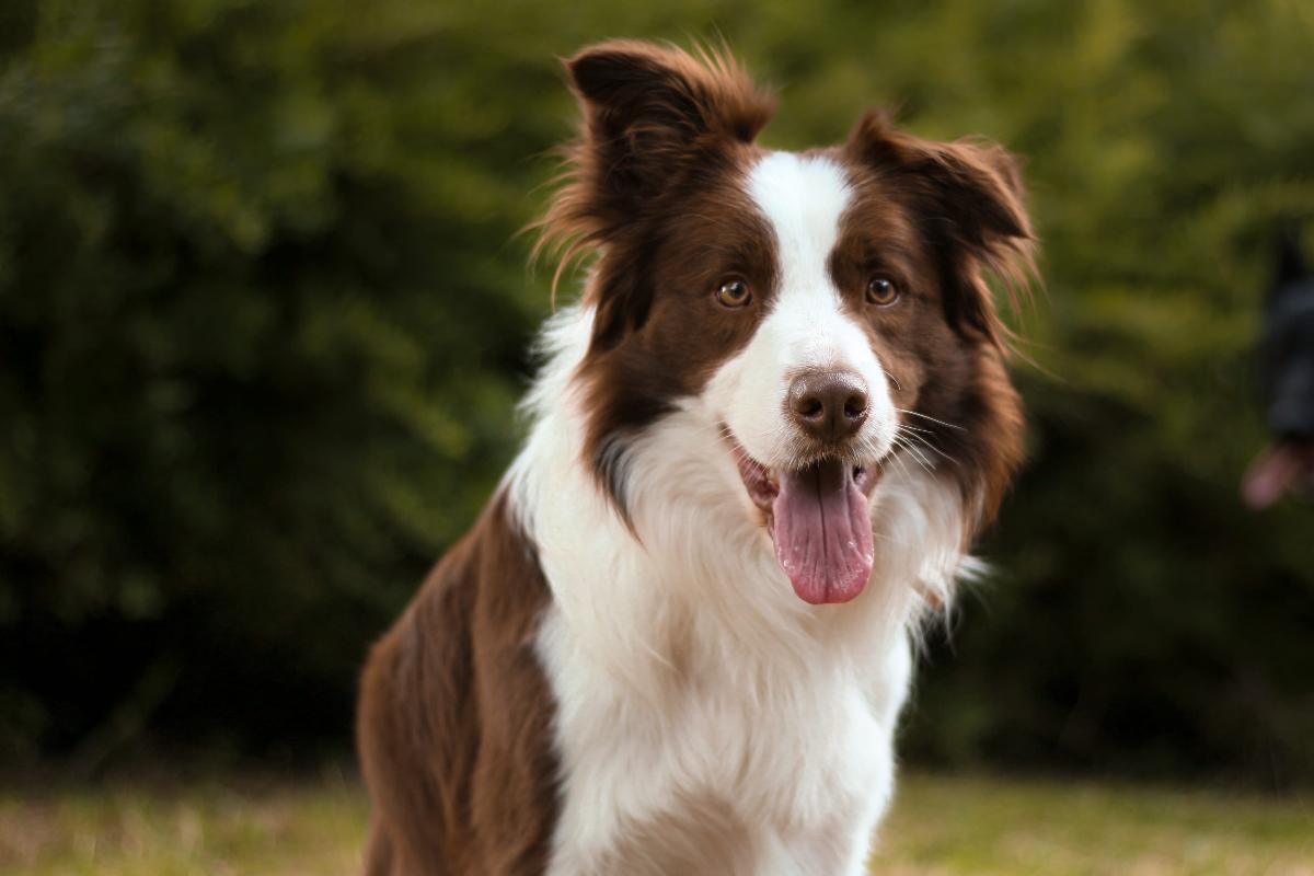 Mejores razas de perros para casas de campo