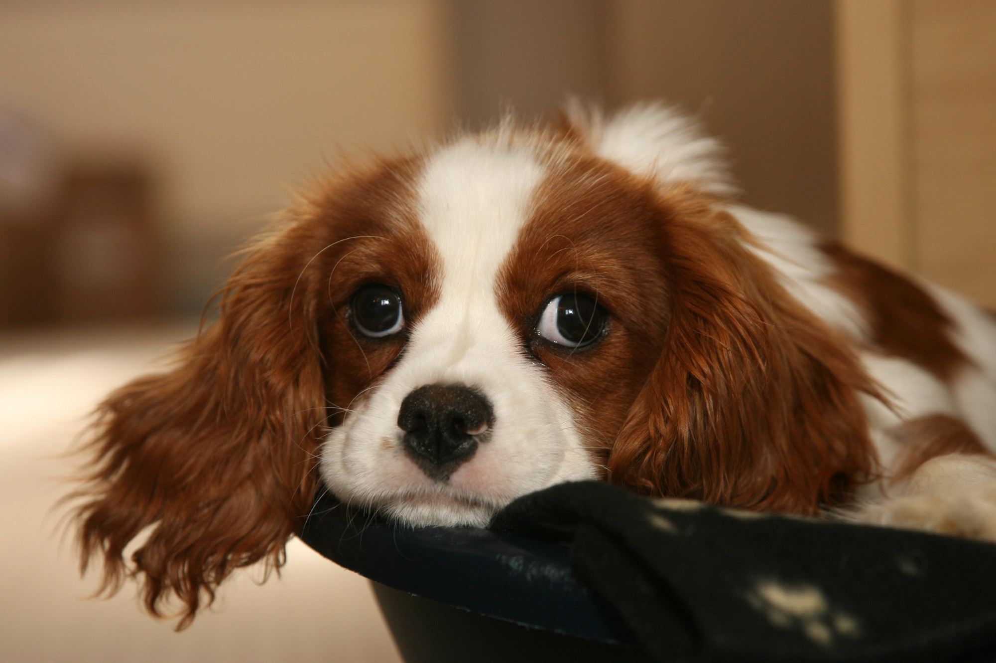 Epilepsia en los perros: Cuidados, tratamiento y detección temprana