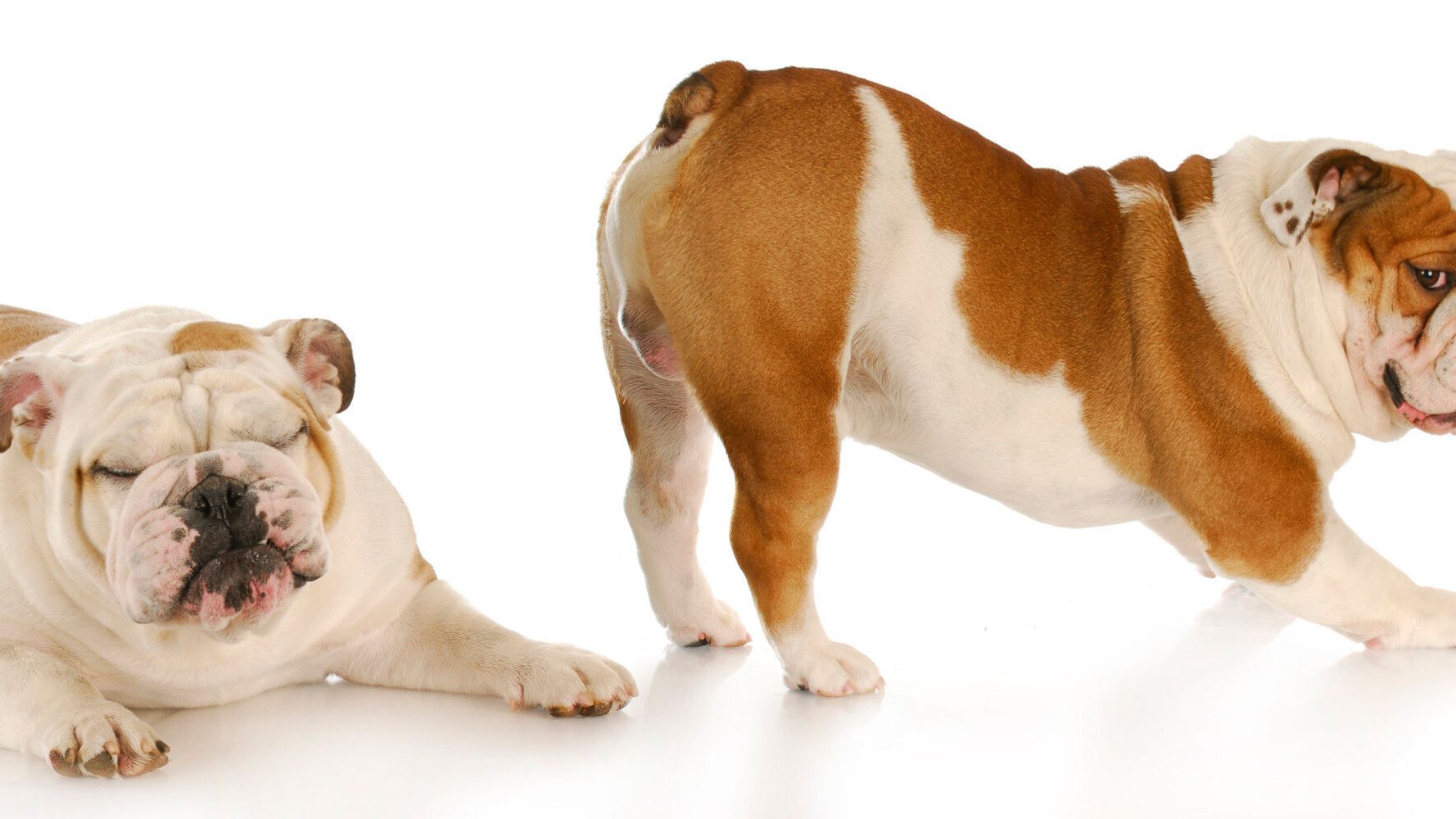 Gases en los perros: Qué síntomas tiene, cómo aliviarlos y como prevenirlos