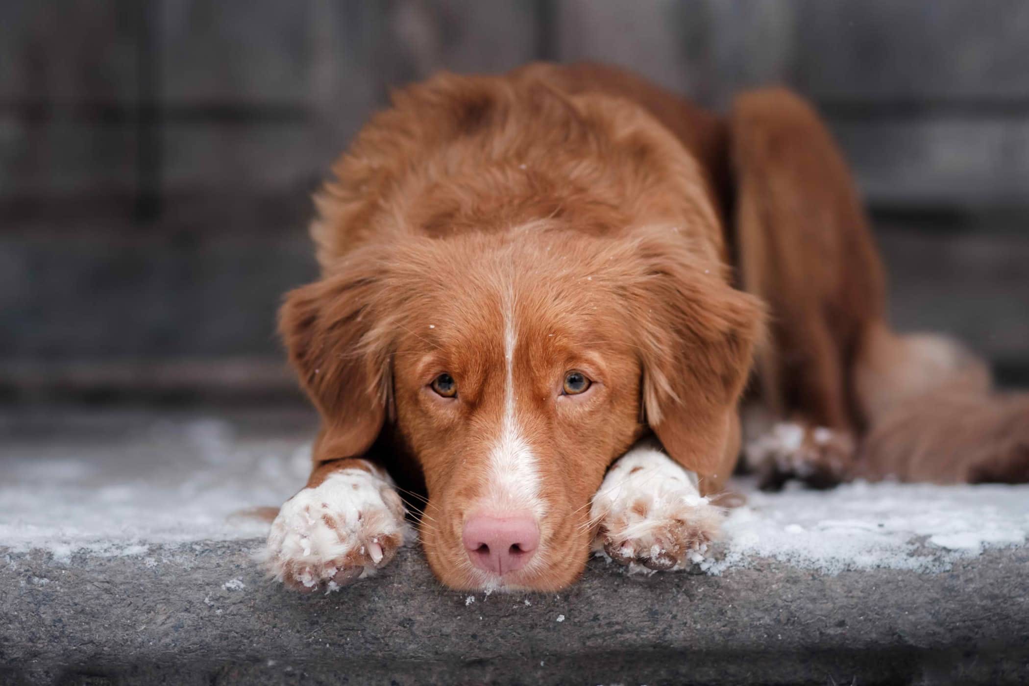 Osteocondrosis disecante en los perros: Qué síntomas tiene, como curarla y prevenirla