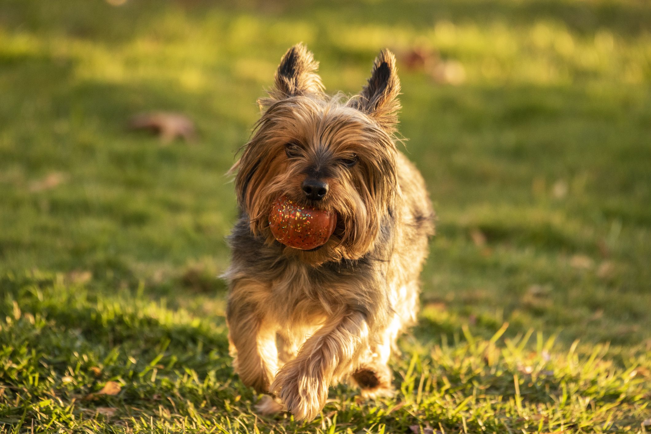 Todo sobre el Silky Terrier: Cria, cuidado y adiestramiento
